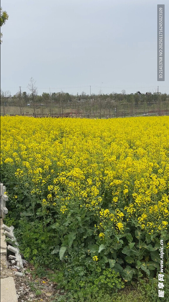 油菜花田