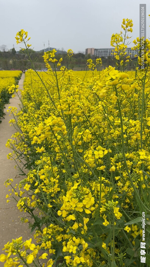 油菜花
