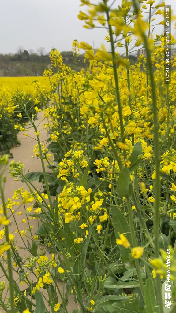 油菜花