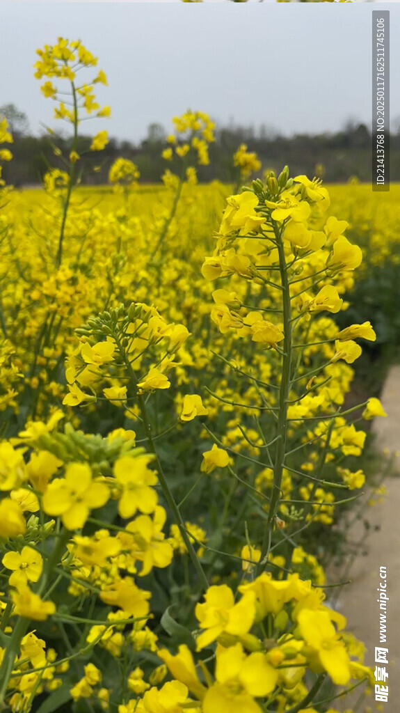 油菜花田 