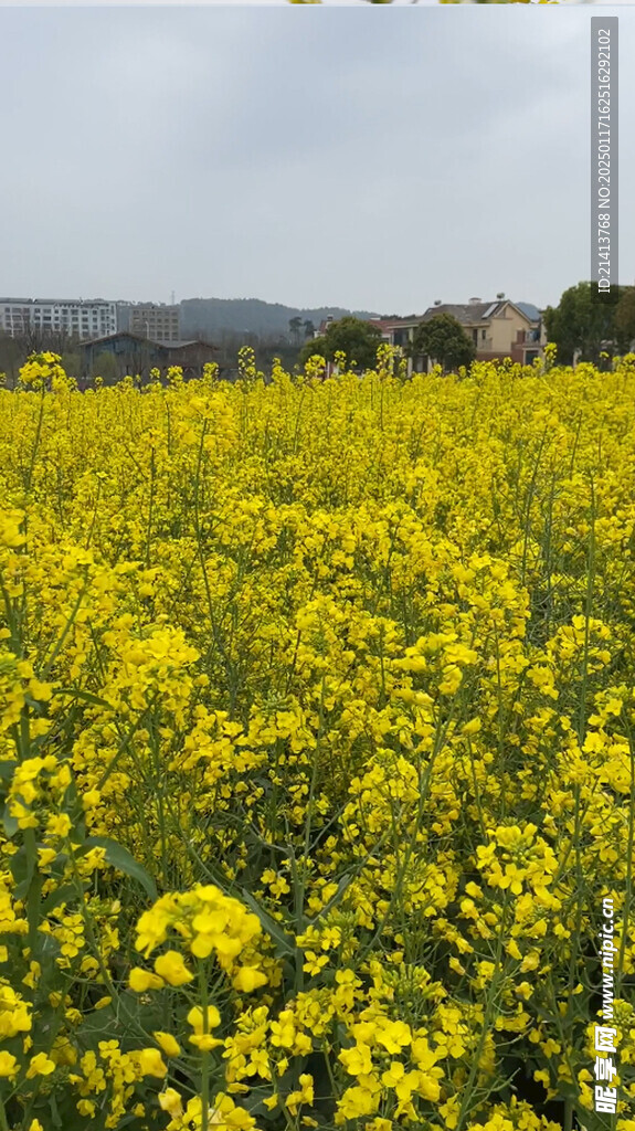 油菜花田 