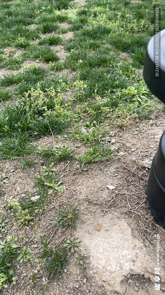 草地绿地