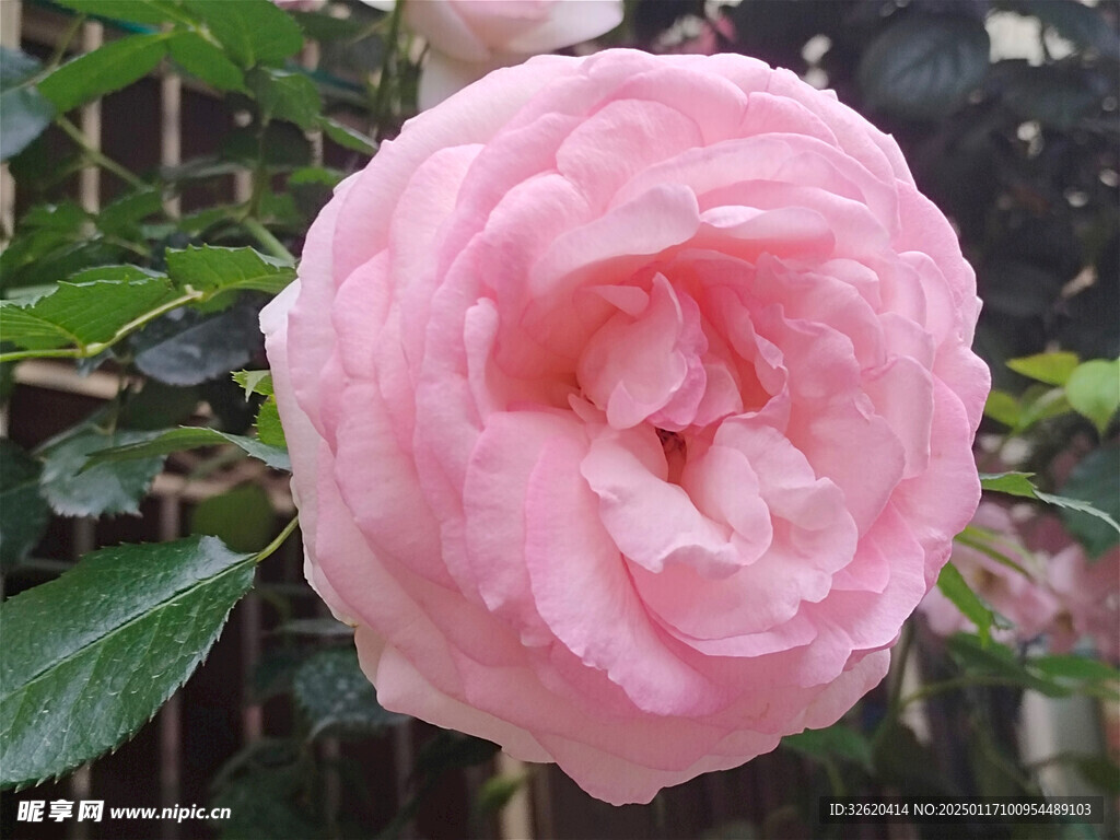 月季花