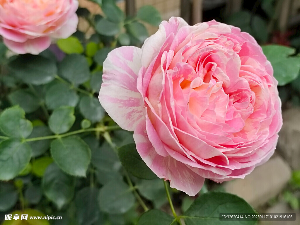 月季花