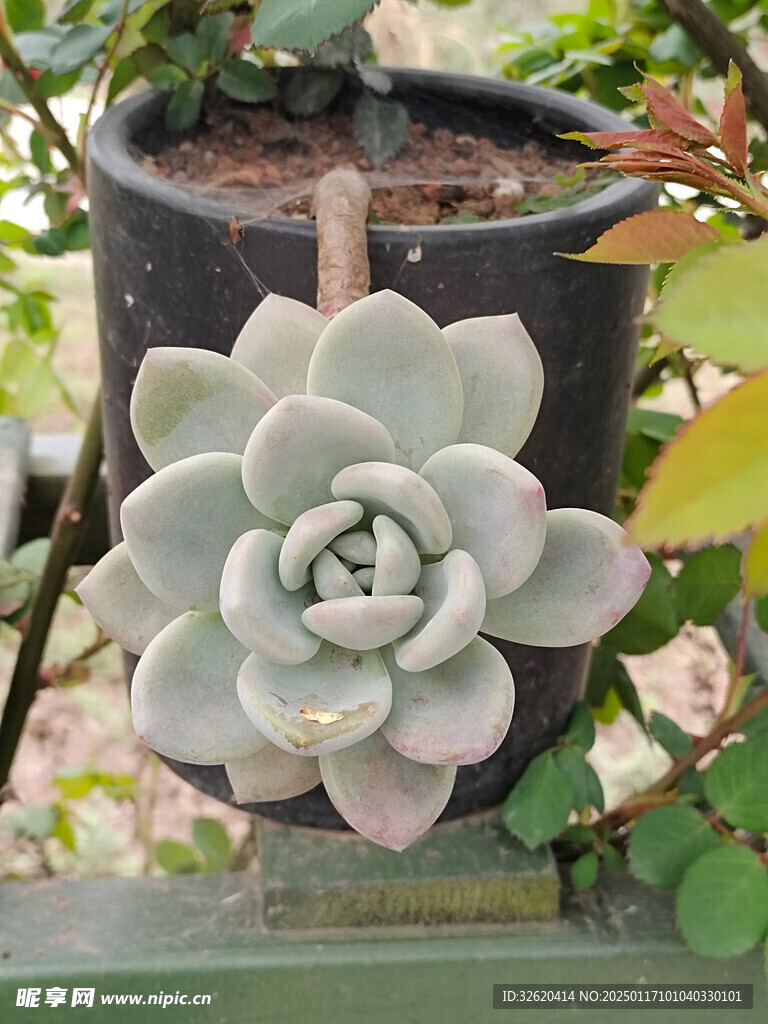 多肉
