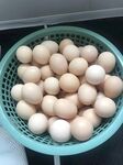 鸡蛋