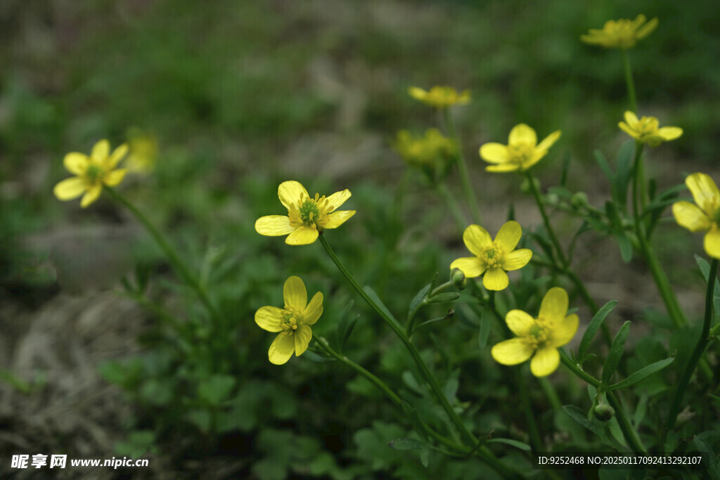 小黄花 