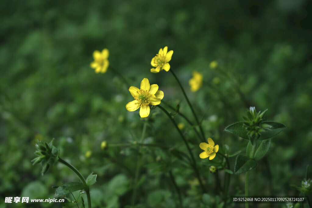 毛茛花 