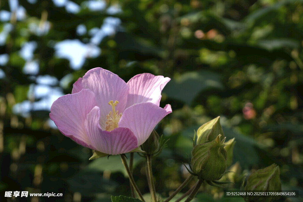 木芙蓉