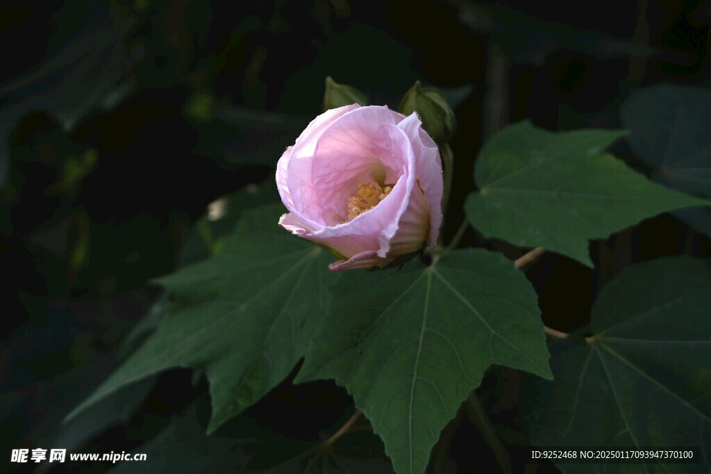 芙蓉