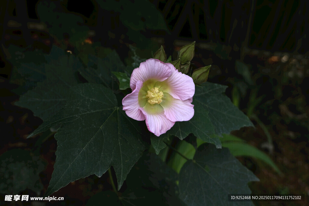 芙蓉