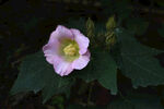 木芙蓉