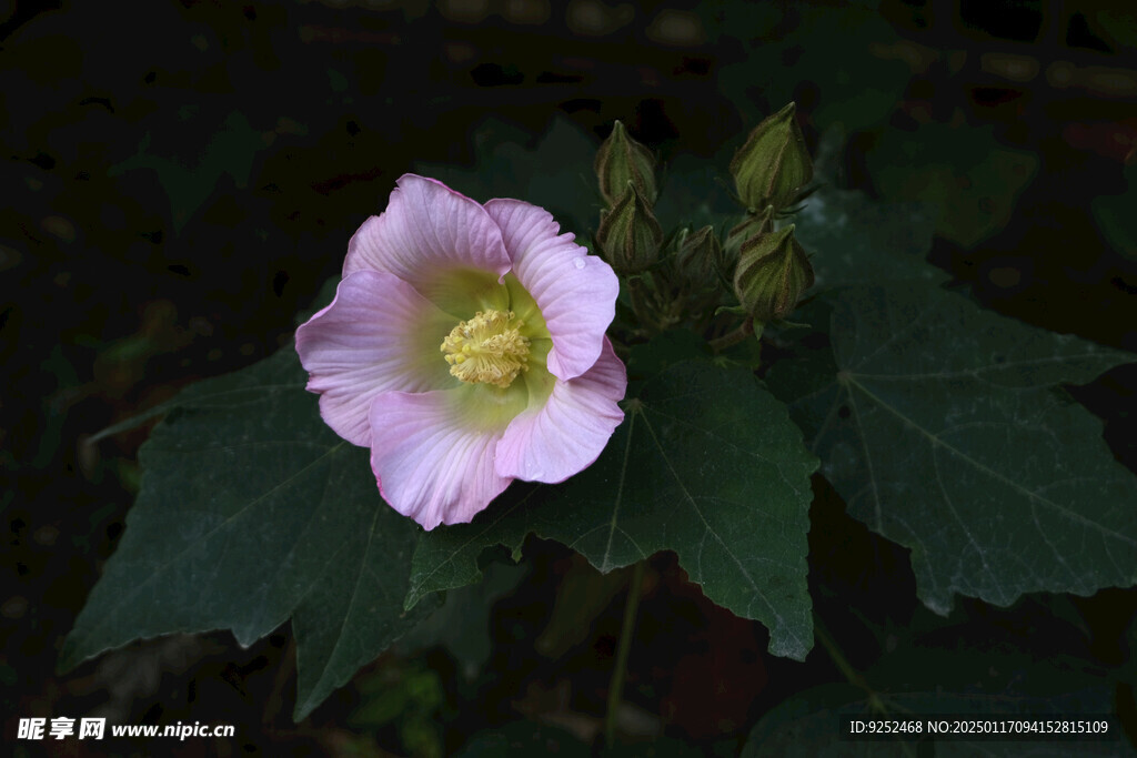 木芙蓉