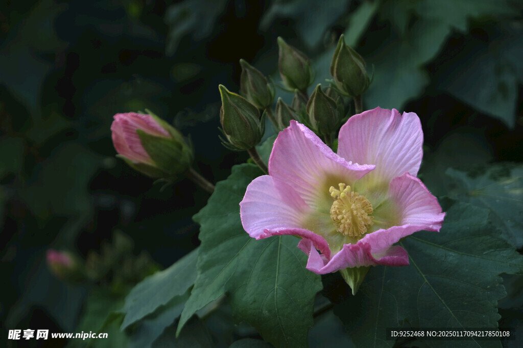 木芙蓉