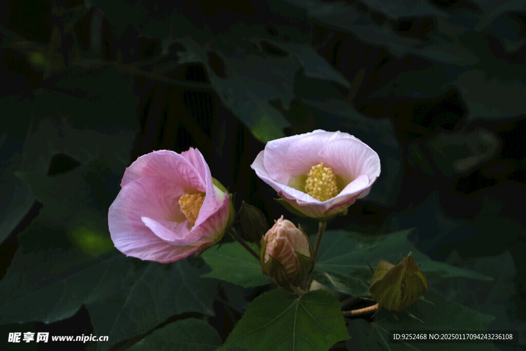 芙蓉花