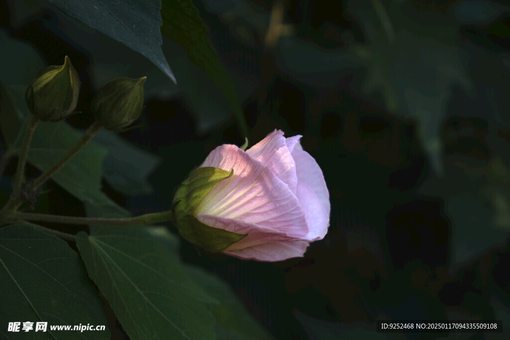 芙蓉