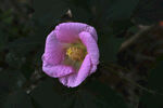 木芙蓉