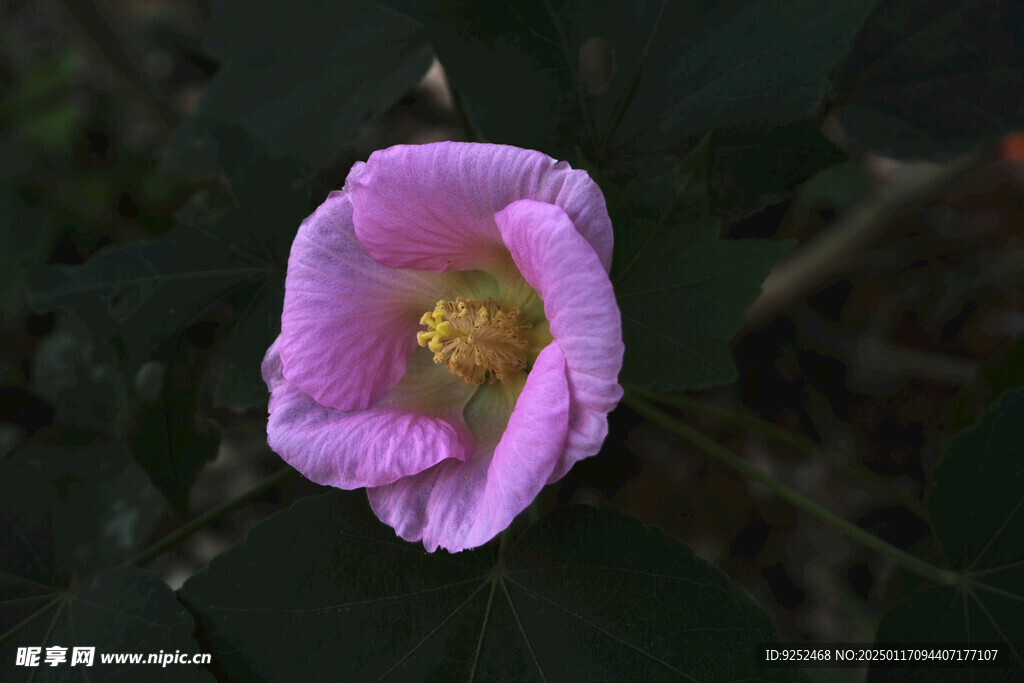 木芙蓉