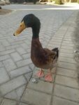 绿头鸭 
