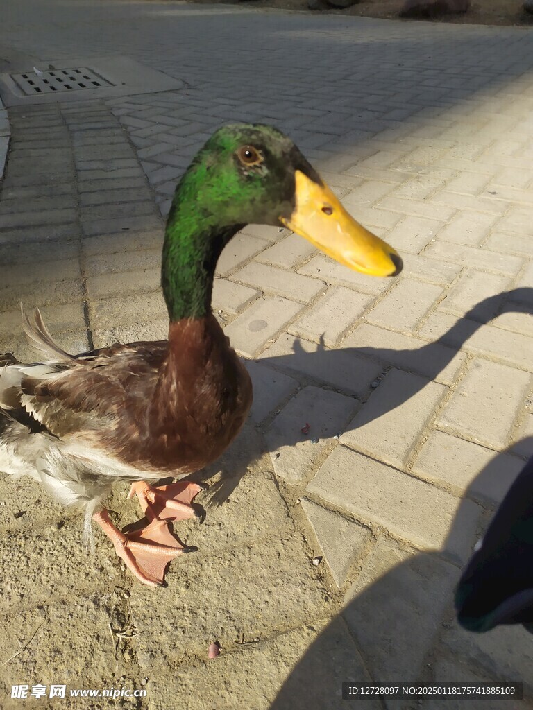 绿头鸭 