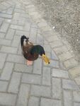 绿头鸭 
