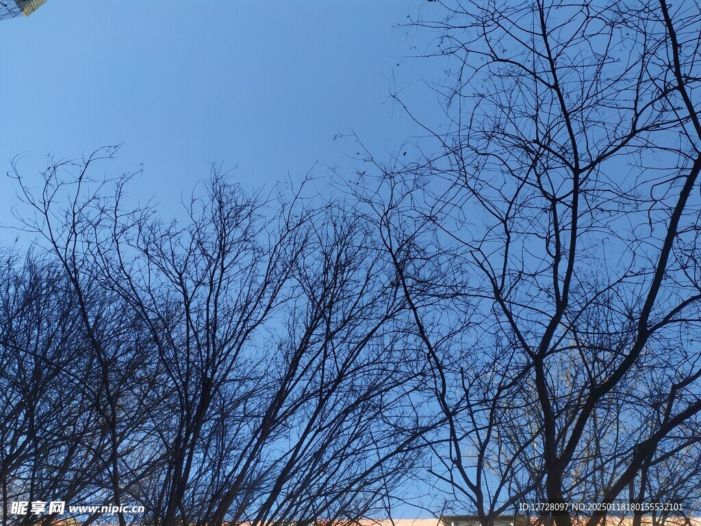 树木剪影 