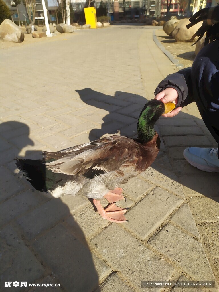 绿头鸭 