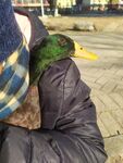 绿头鸭 