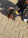 绿头鸭