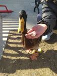 绿头鸭 