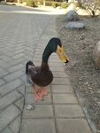绿头鸭
