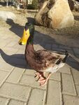 绿头鸭