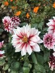 大丽花