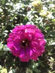 百日菊
