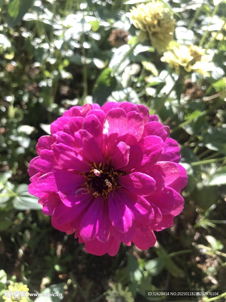 百日菊