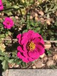 百日菊