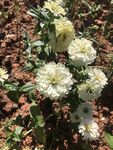 百日菊