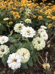 百日菊