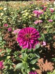 百日菊