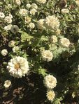 百日菊