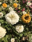 百日菊