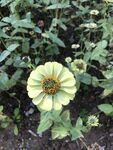百日菊