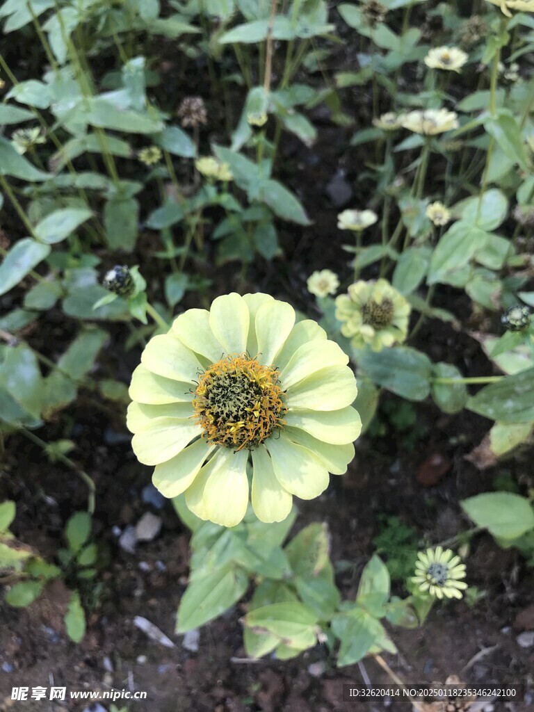 百日菊