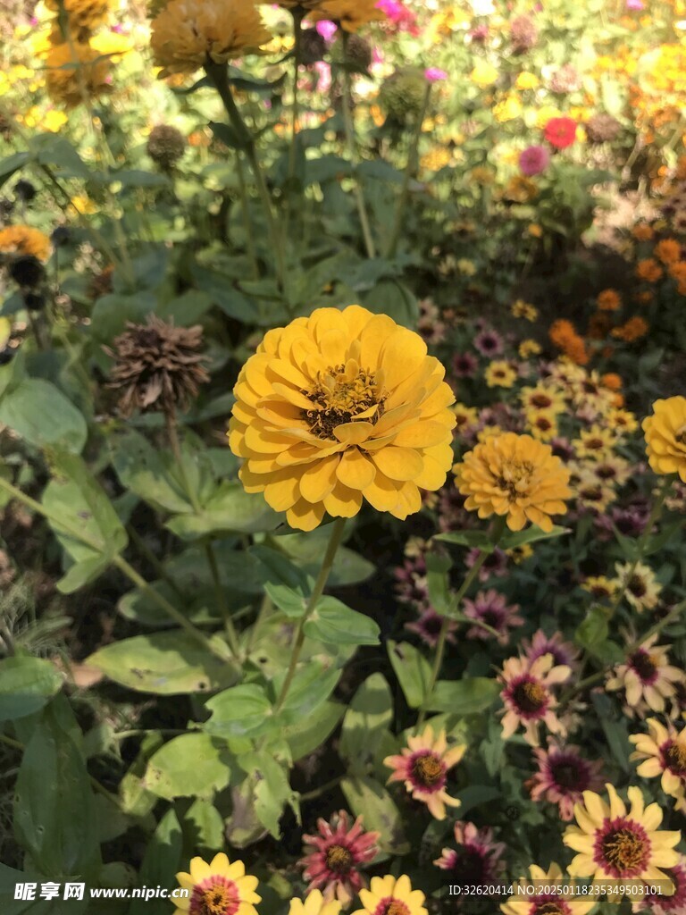 百日菊
