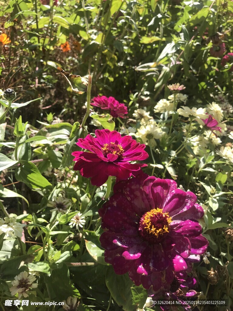 百日菊
