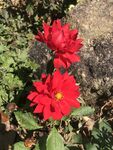 百日菊