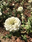 百日菊