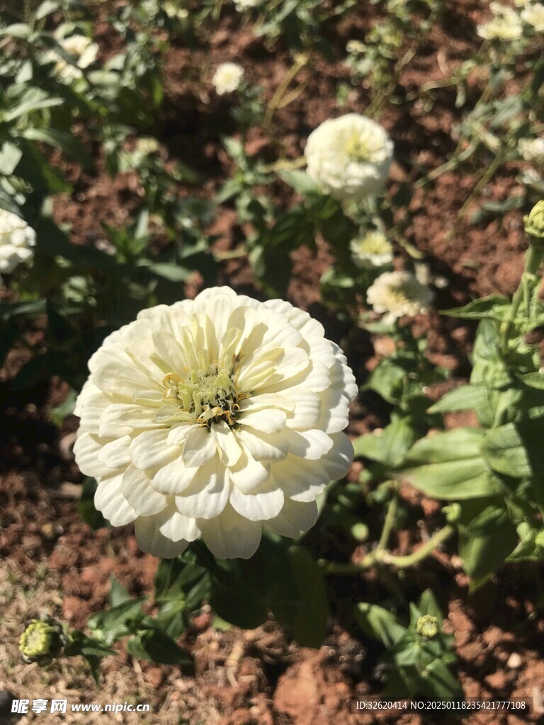 百日菊