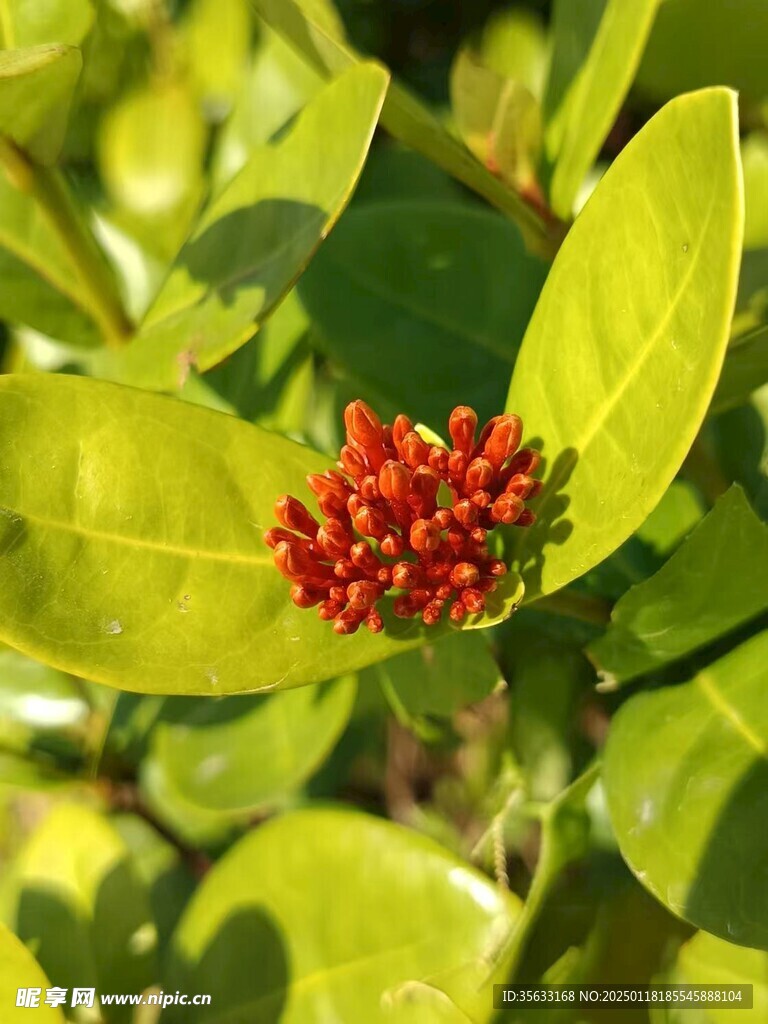 龙船花
