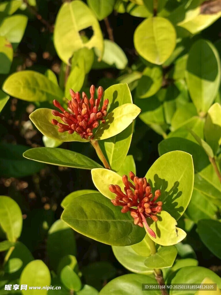 龙船花